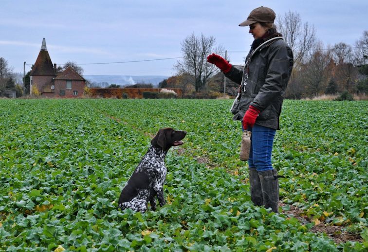 
 A young HPR waiting for instruction from the handler